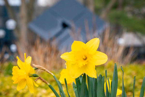Yellow flowers bloom in a garden in Regent’s Plaza. The Cube sits in the background just out of focus.